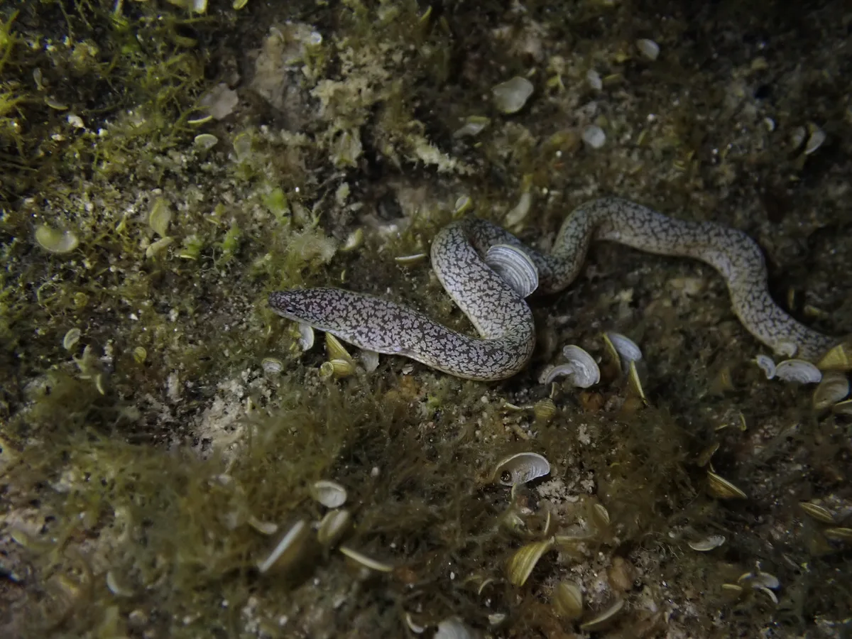 Uropterygius micropterus - 952台灣台東縣蘭嶼鄉