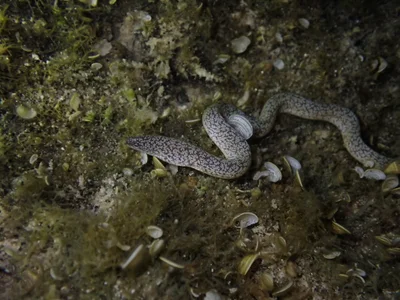 Uropterygius micropterus - 952台灣台東縣蘭嶼鄉