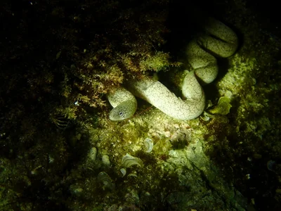 Uropterygius micropterus - 台灣屏東縣