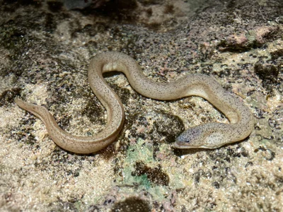 Uropterygius micropterus - Dano Park, Merizo, Guam, US