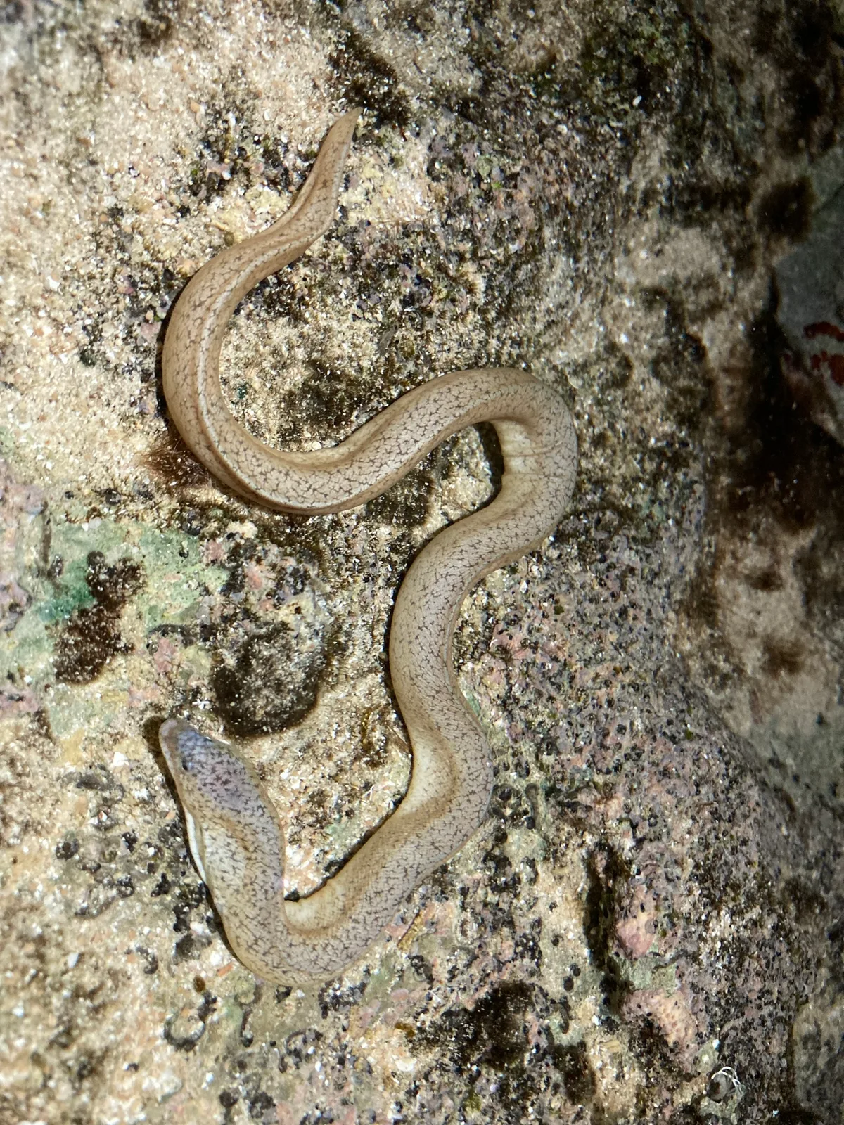 Uropterygius micropterus - Dano Park, Merizo, Guam, US