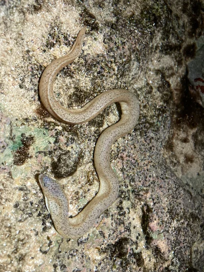 Uropterygius micropterus - Dano Park, Merizo, Guam, US