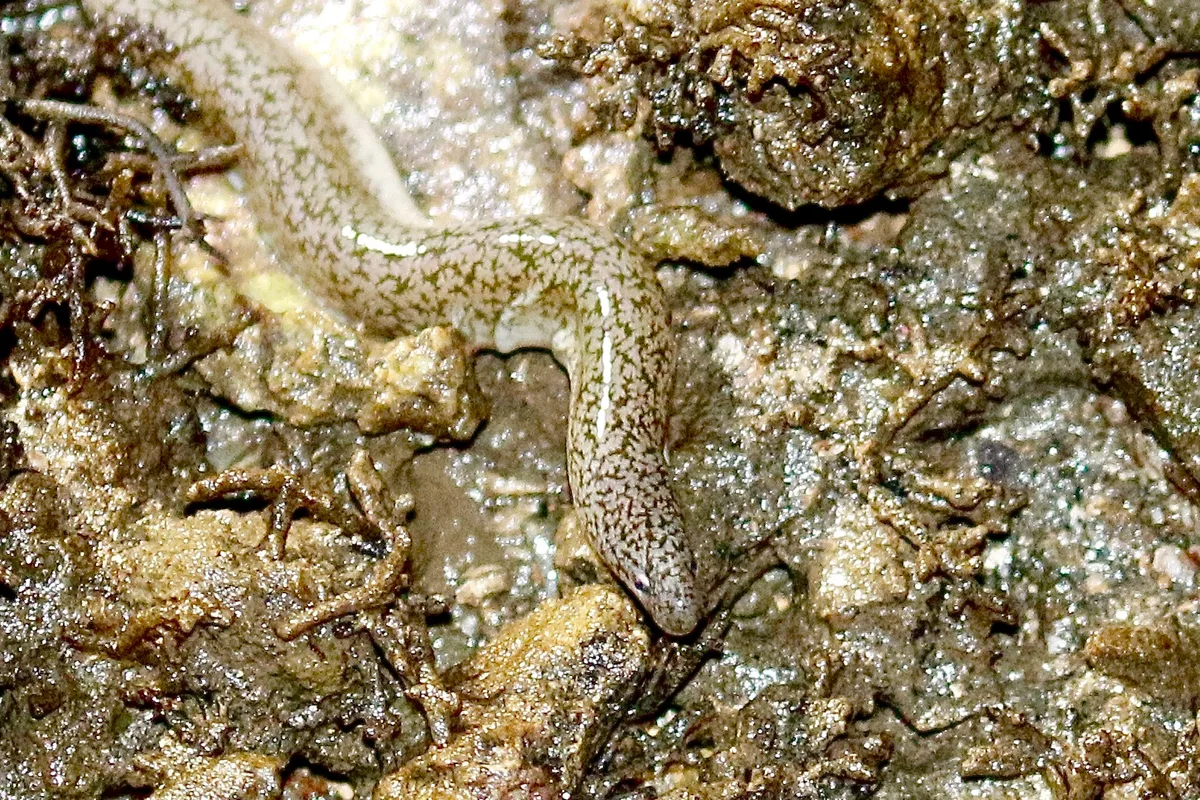 Uropterygius micropterus - Rewa, Fiji
