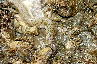 Uropterygius micropterus - Rewa, Fiji