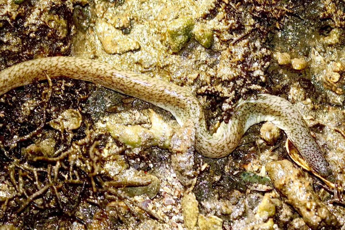 Uropterygius micropterus - Rewa, Fiji