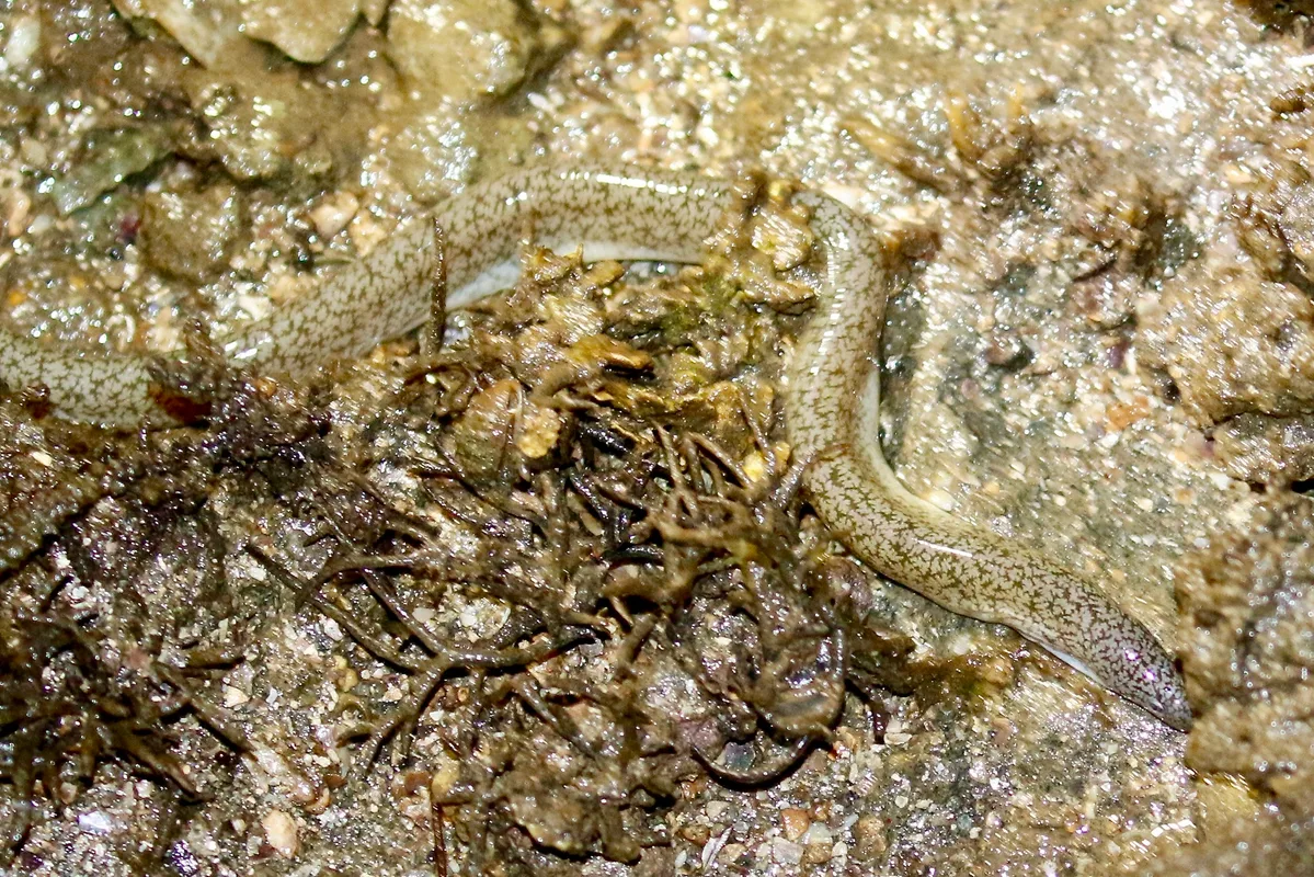 Uropterygius micropterus - Rewa, Fiji