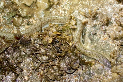Uropterygius micropterus - Rewa, Fiji