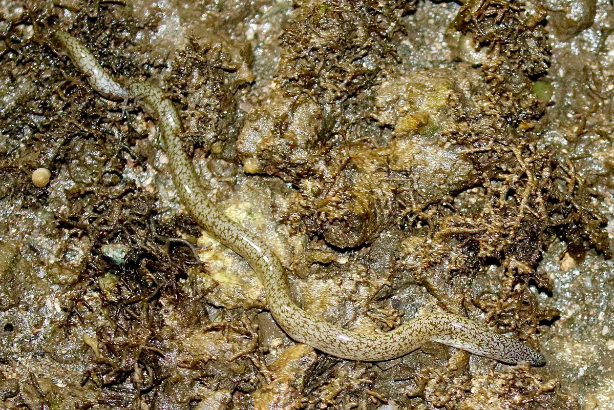 Uropterygius micropterus - Rewa, Fiji