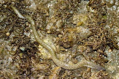 Uropterygius micropterus - Rewa, Fiji