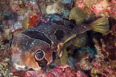 Black-blotched Porcupinefish - Diodon liturosus