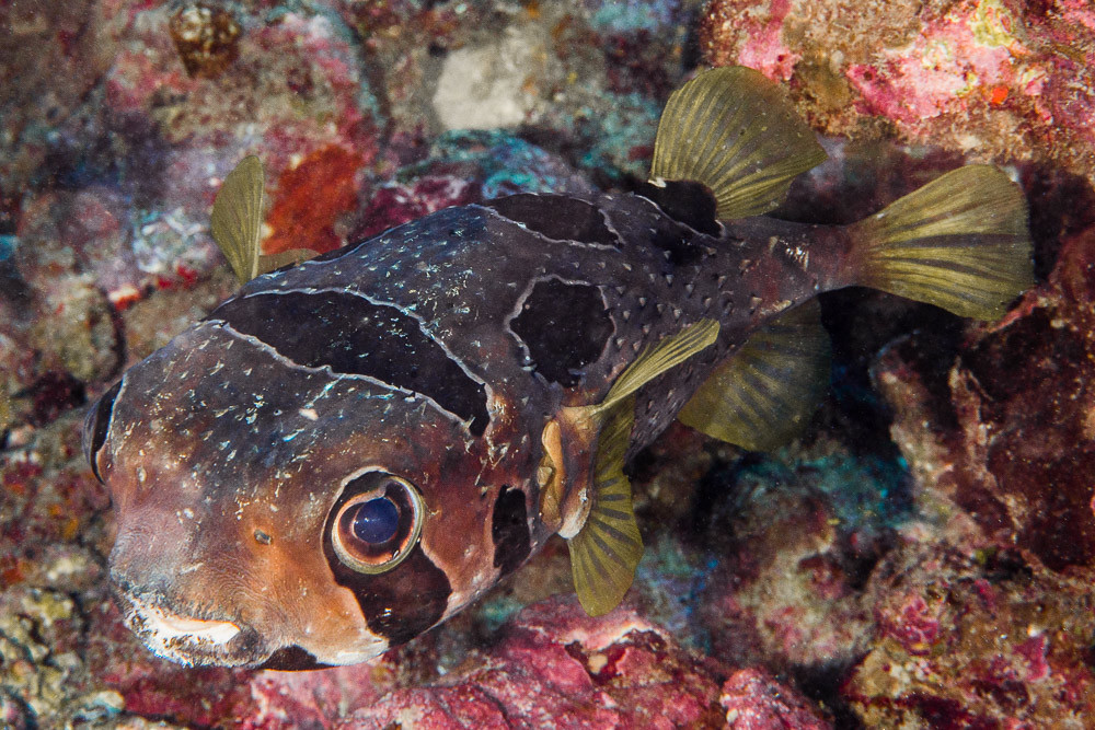 Black-blotched Porcupinefish - Diodon liturosus