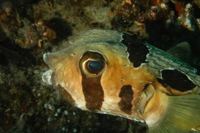 Pesce Istrice di Bleeker. Black-Blotched Porcupinefish. (Diodon Liturosus).