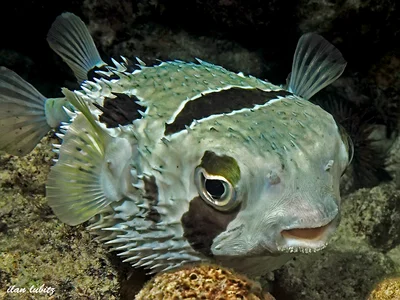 Diodon liturosus) Black-blotched porcupinefish