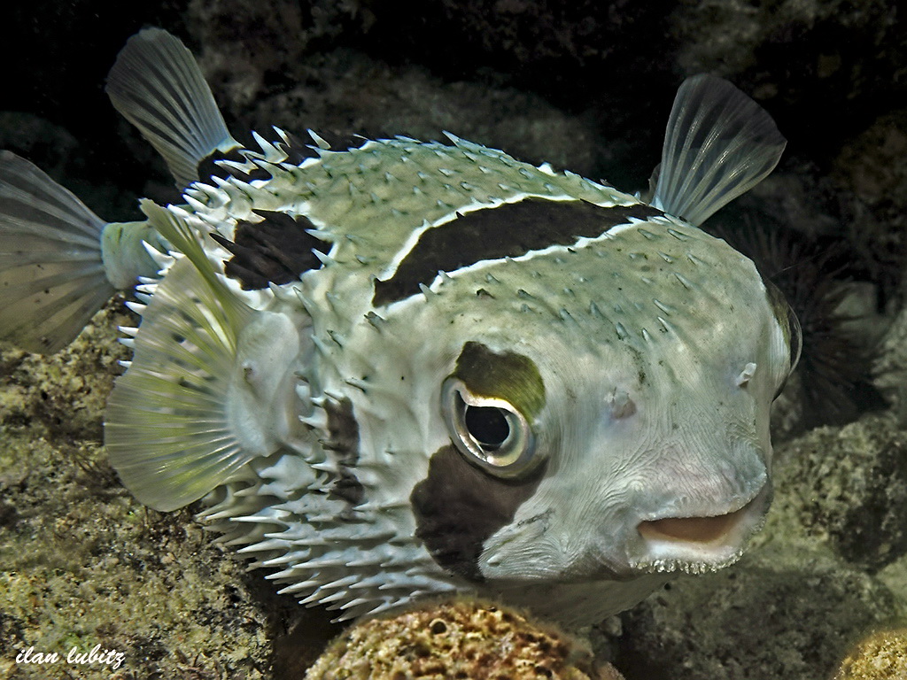 Diodon liturosus) Black-blotched porcupinefish