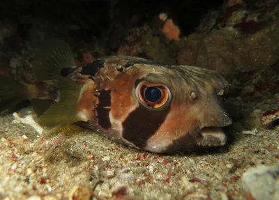 Black-blotched porcupinefish (Diodon liturosus)