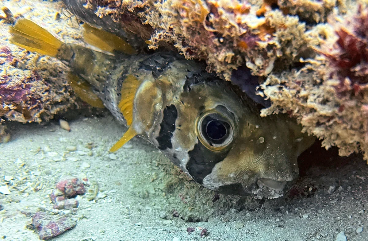 Diodon liturosus (black-blotched porcupinefish) (reef offshore from Diani Beach, Kenya) 2