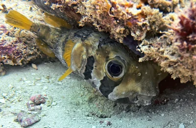 Diodon liturosus (black-blotched porcupinefish) (reef offshore from Diani Beach, Kenya) 2