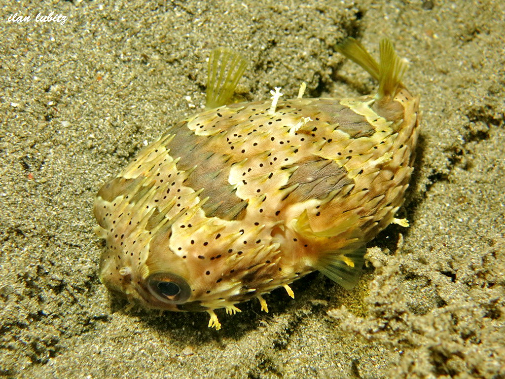 Diodon liturosus) IMG_2279