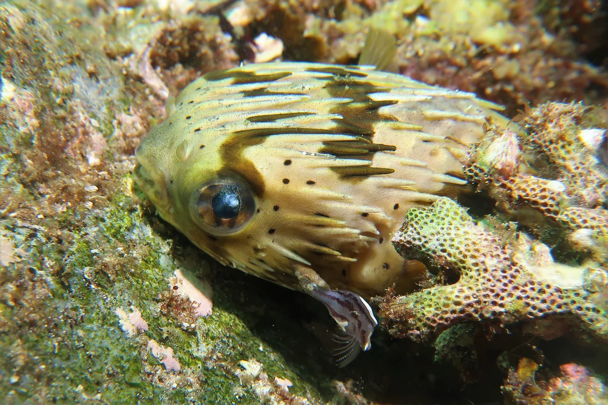 Blotched Porcupinefish (Diodon liturosus) (1)