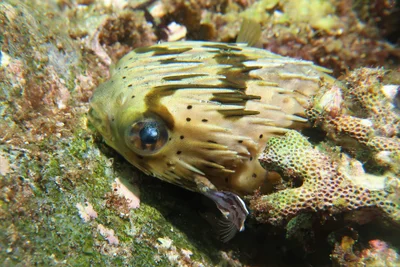 Blotched Porcupinefish (Diodon liturosus) (1)