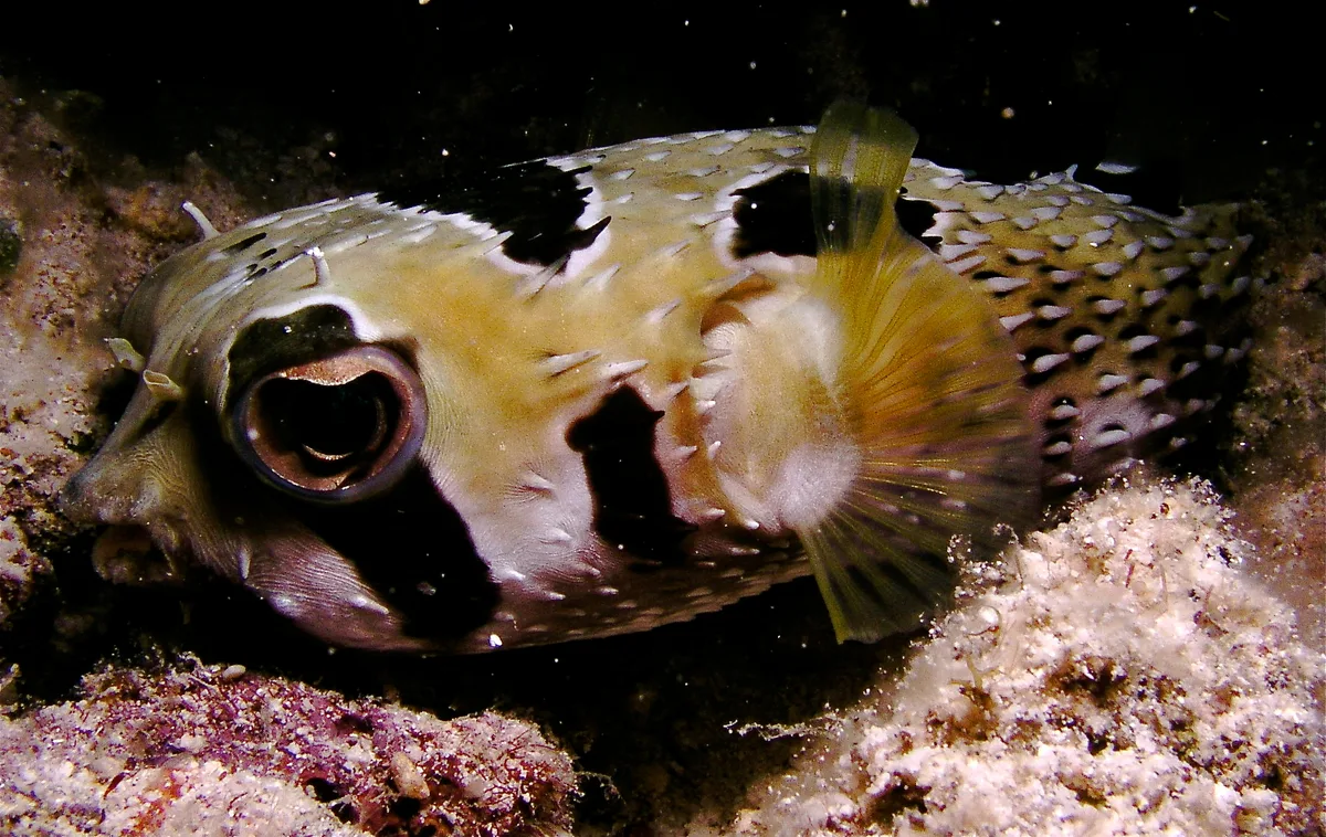 Sleeping porcupinefish