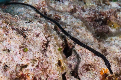 Shorttailed Pipefish