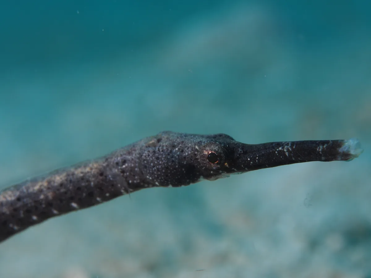 Shorttailed Pipefish