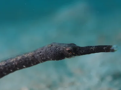 Shorttailed Pipefish