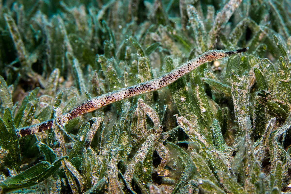 Shorttailed Pipefish