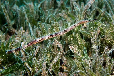 Shorttailed Pipefish