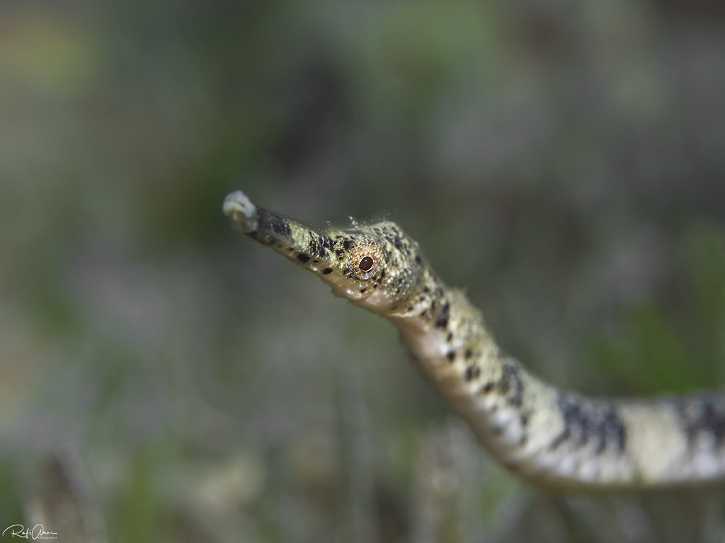 Bentstick Pipefish - Trachyrhamphus bicoarctatus