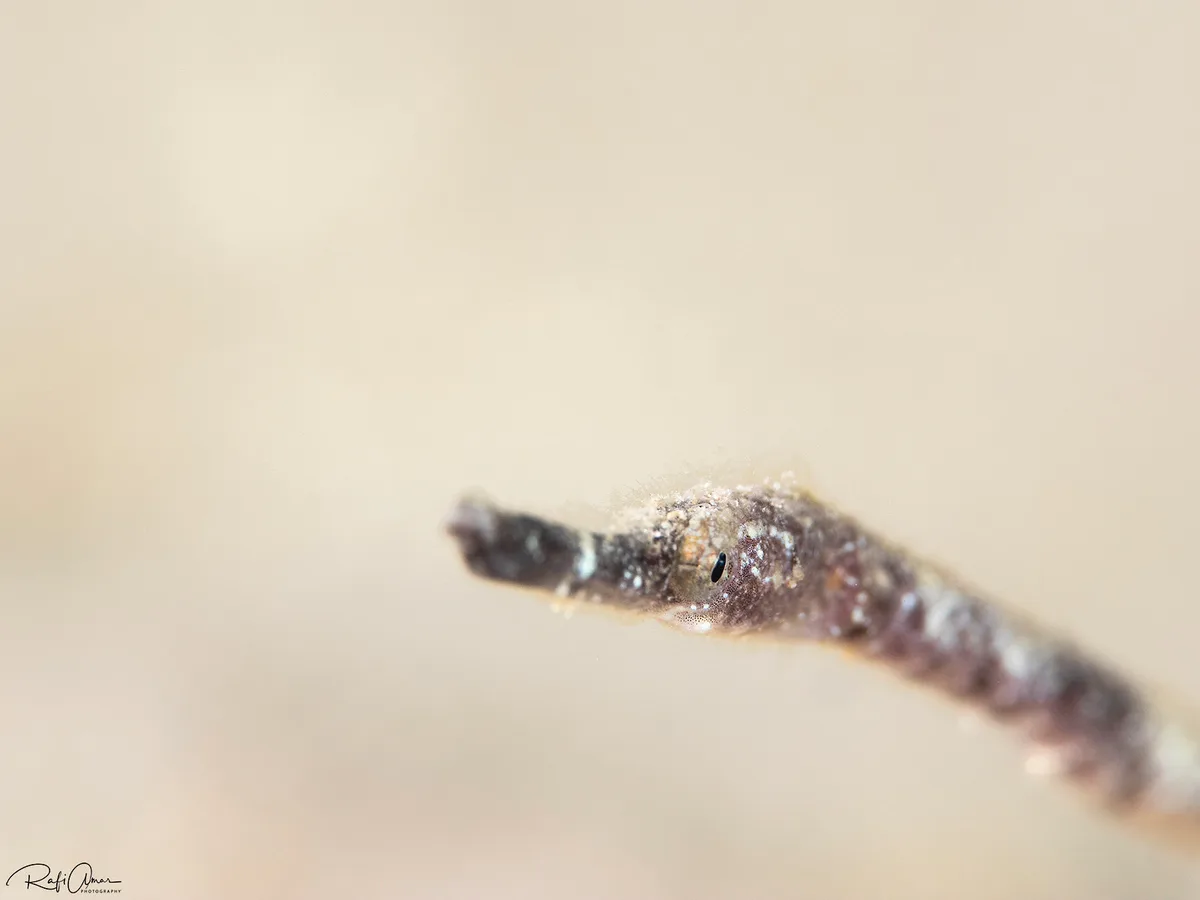 Bentstick Pipefish - Trachyrhamphus bicoarctatus