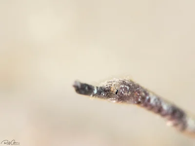 Bentstick Pipefish - Trachyrhamphus bicoarctatus