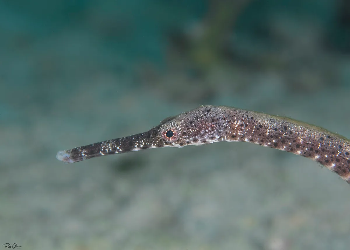 Bentstick Pipefish - Trachyrhamphus bicoarctatus