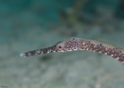 Bentstick Pipefish - Trachyrhamphus bicoarctatus