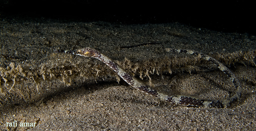 Bentstick Pipefish - Trachyrhamphus bicoarctatus