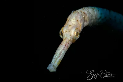 Double-ended pipefish