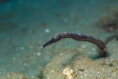 Trachyrhamphus bicoarctatus