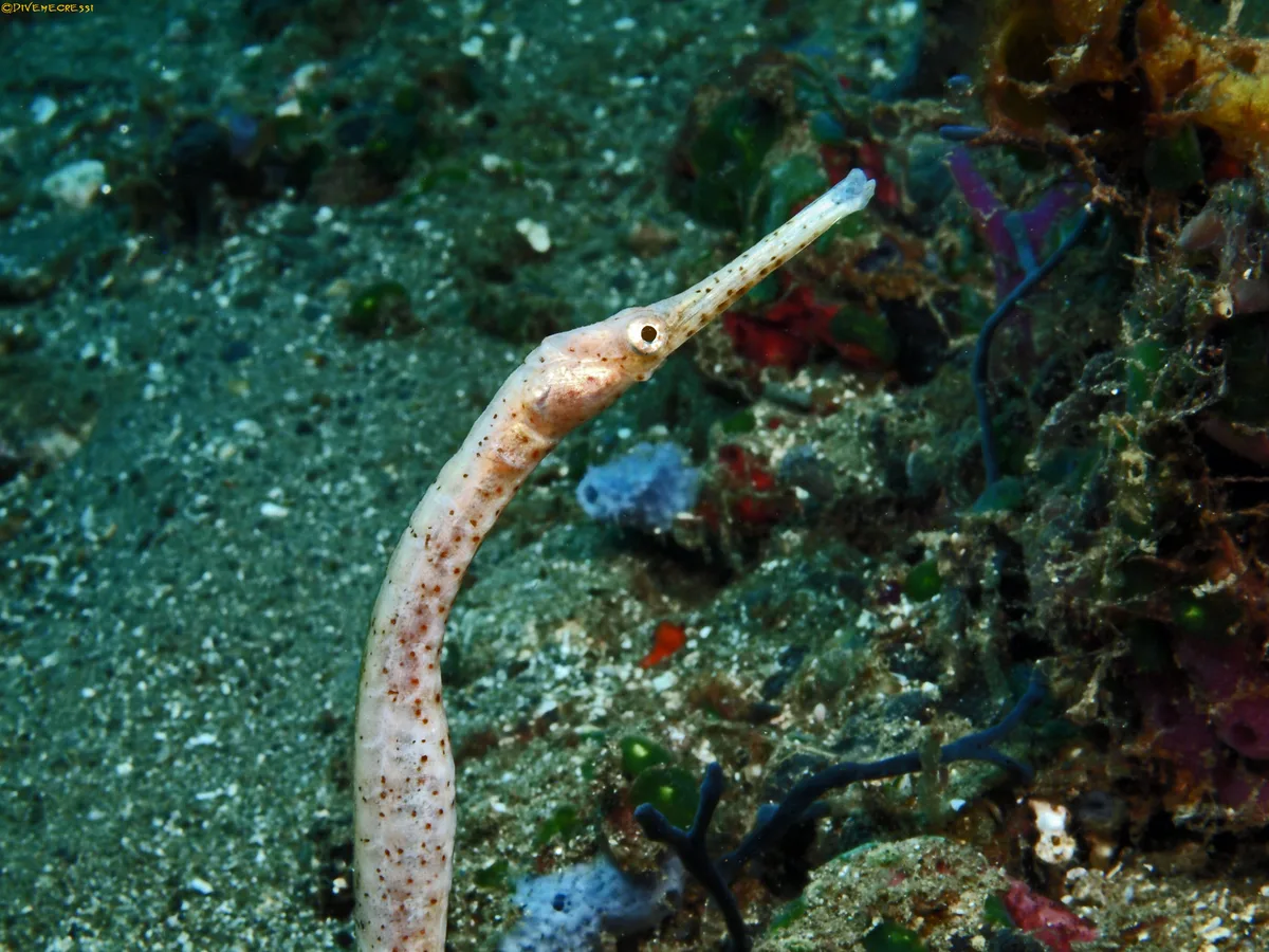 Double-ended pipefish - Trachyrhamphus bicoarctatus