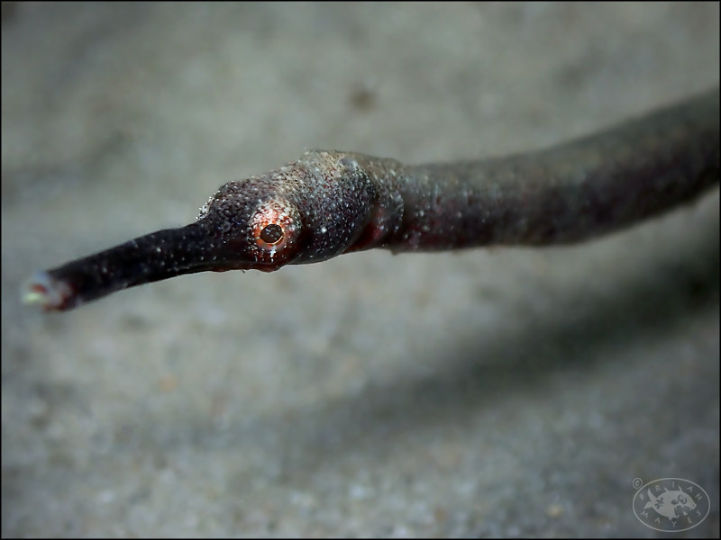 Short-tailed Pipefish (Trachyrhamphus bicoarctatus)