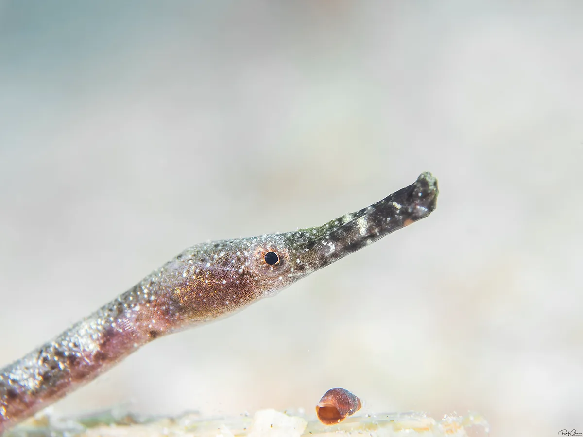 Bentstick Pipefish - Trachyrhamphus bicoarctatus