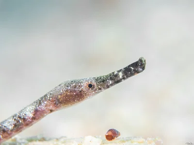Bentstick Pipefish - Trachyrhamphus bicoarctatus
