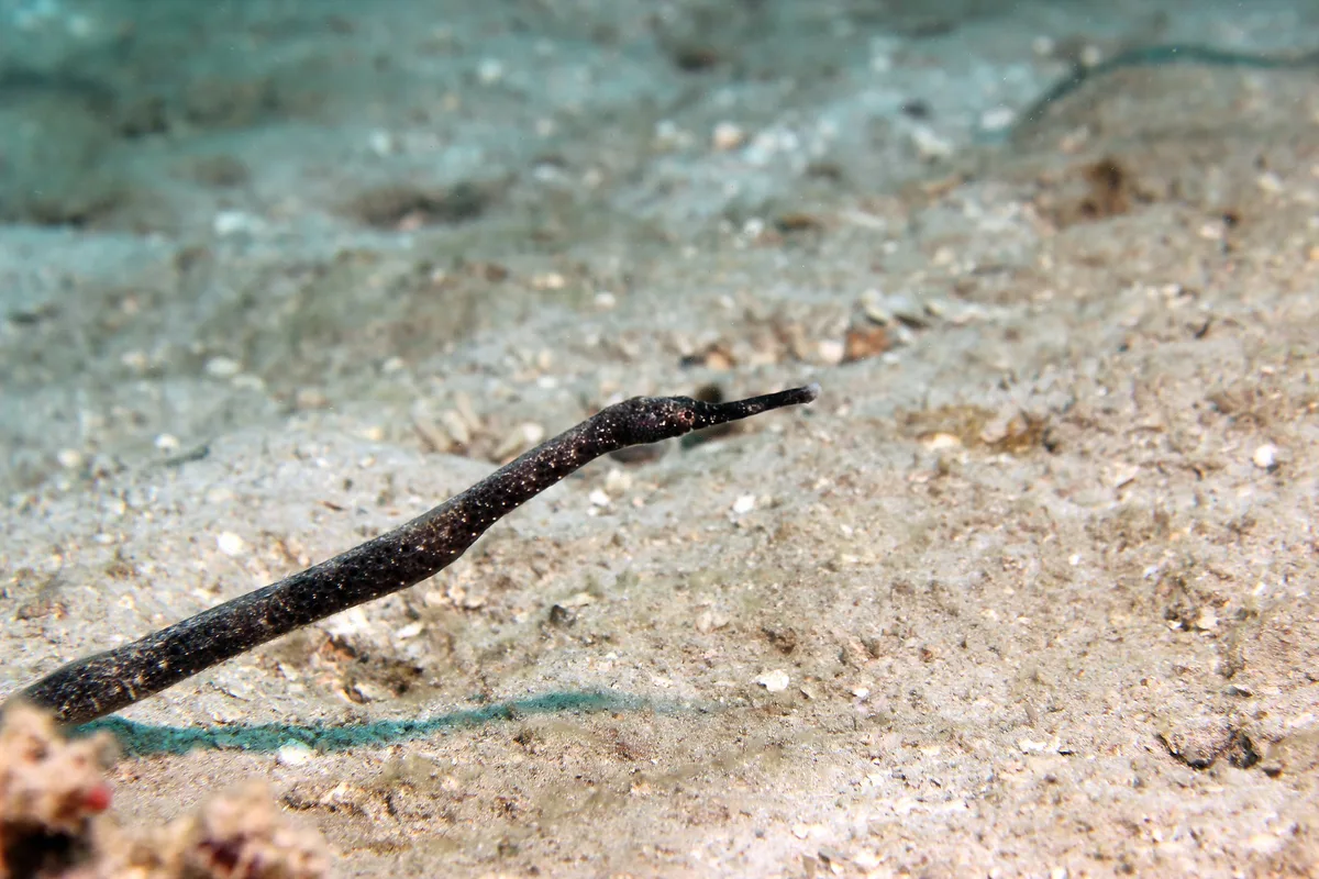 syngnathe Trachyrhamphus bicoarctatus