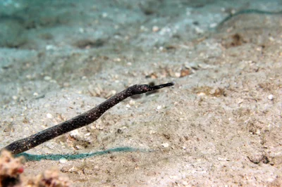 syngnathe Trachyrhamphus bicoarctatus