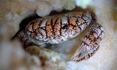 Pseudoliomera speciosa