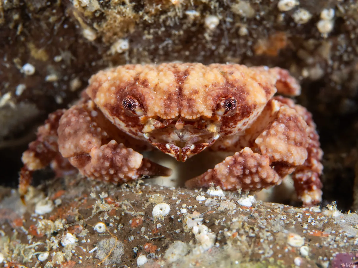 Pseudoliomera speciosa