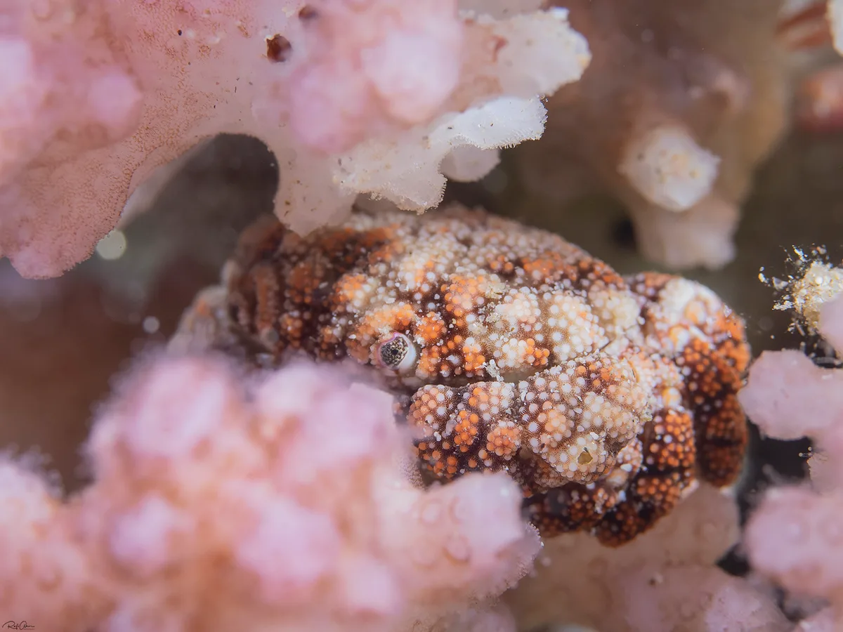 Pseudoliomera speciosa