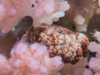 Pseudoliomera speciosa