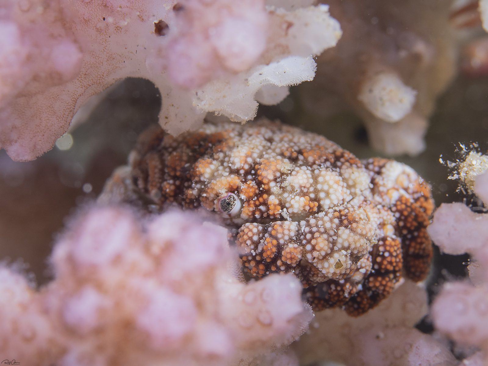Pseudoliomera speciosa