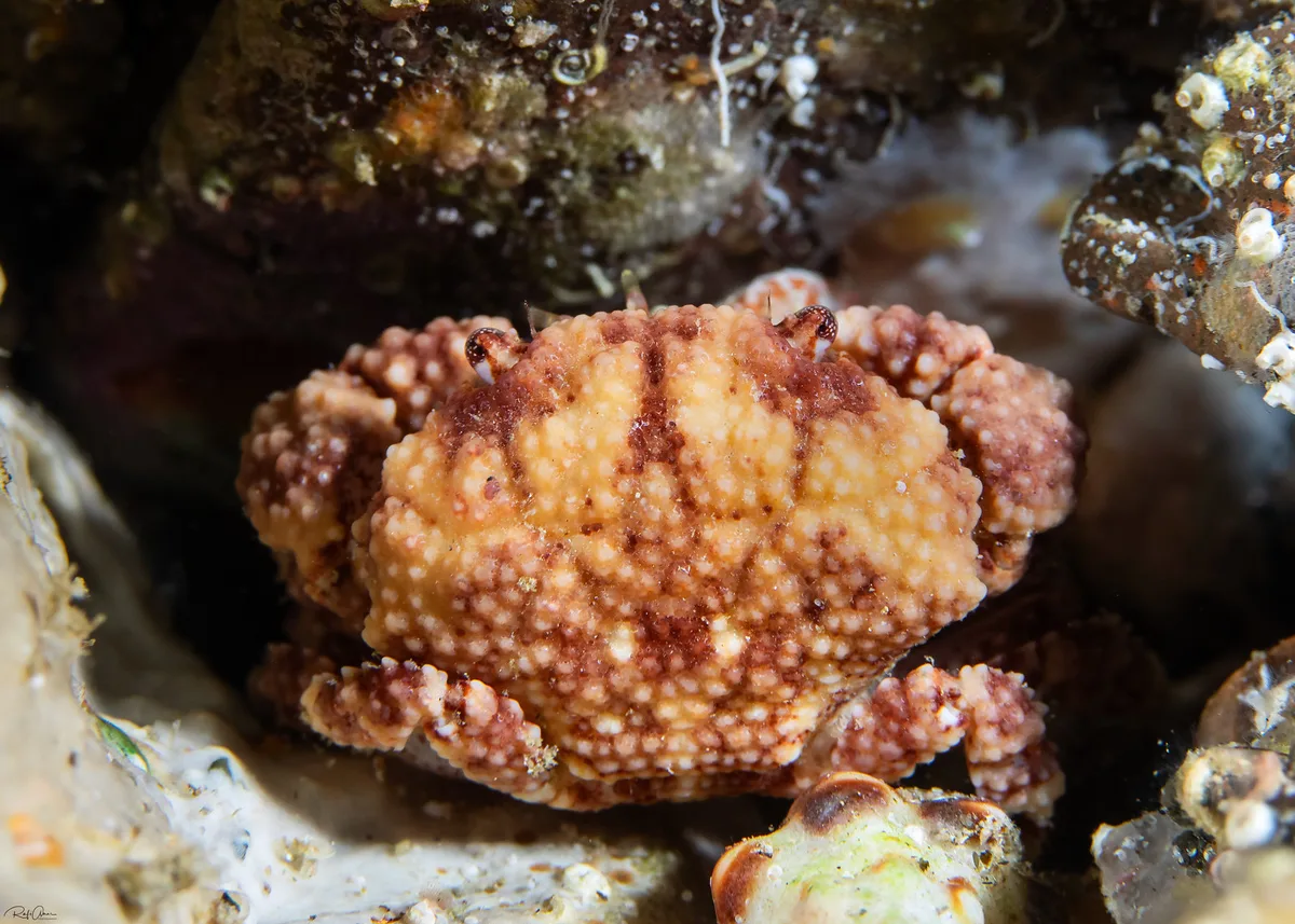 Pseudoliomera speciosa - Showy Xanthid Crab